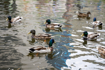 Many mallard ducks swim in the lake.