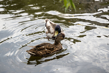 Two mallard ducks swim in the lake.