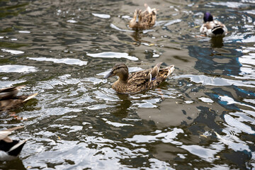 Many mallard ducks swim in the lake.