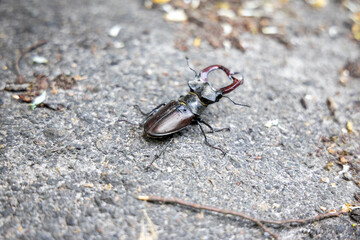 A detailed view of a stag beetle on a natural background. Cloudy day.