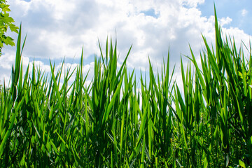 Green Plant Reed Leaves against Sky