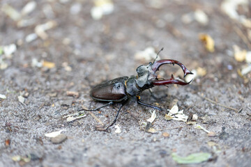 A detailed view of a stag beetle on a natural background. Cloudy day.