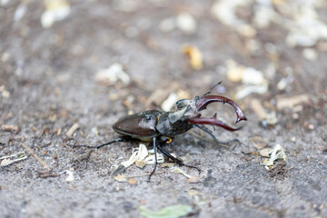 A detailed view of a stag beetle on a natural background. Cloudy day.