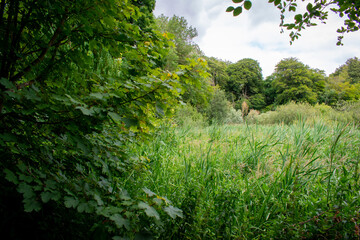 Fototapeta premium Green Irish Countryside