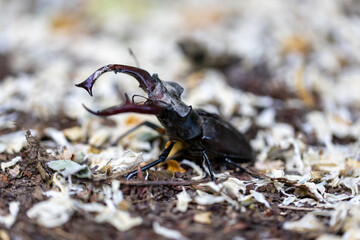 A detailed view of a stag beetle on a natural background. Cloudy day.