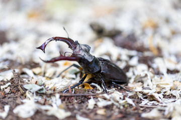 A detailed view of a stag beetle on a natural background. Cloudy day.