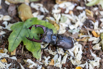 A detailed view of a stag beetle with a leaf. Cloudy day.