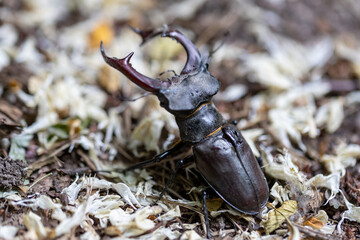 A detailed view of a stag beetle on a natural background. Cloudy day.