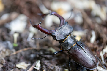 A detailed view of a stag beetle on a natural background. Cloudy day.