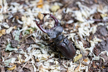A detailed view of a stag beetle on a natural background. Cloudy day.