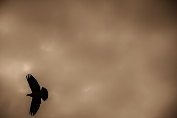 Bird