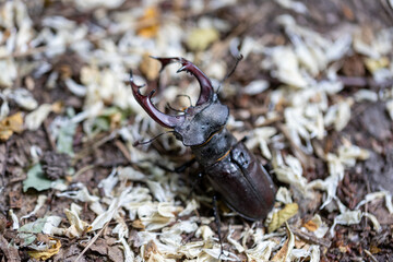 A detailed view of a stag beetle on a natural background. Cloudy day.