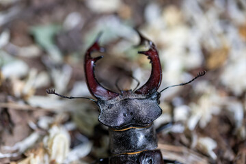 Fototapeta premium A detailed view of a stag beetle on a natural background. Cloudy day.