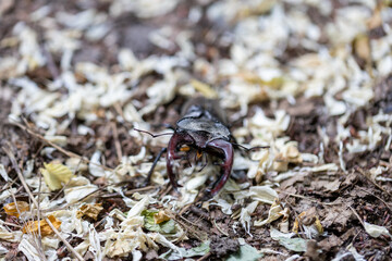 A detailed view of a stag beetle on a natural background. Cloudy day.