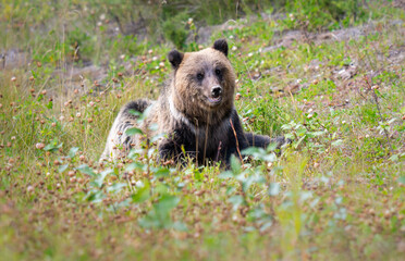 Grizzly bear in the wild