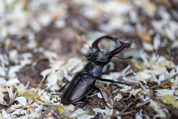 A detailed view of a stag beetle on a natural background. Cloudy day.