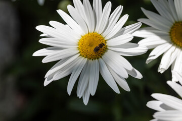 Bee on a chamomile flower. Detailed macro view. Flower on a natural background, clear sunlight.