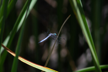 blue dragonfly on a leaf