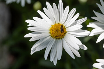Obraz premium Bee on a chamomile flower. Detailed macro view. Flower on a natural background, clear sunlight.