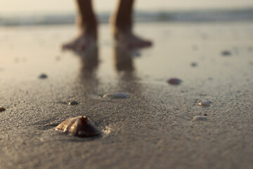 Closeup shell and sand and human legs on the background. 