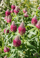 Foxtail clover in park, purple and pink color.