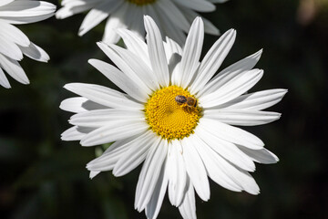 Bee on a chamomile flower. Detailed macro view. Flower on a natural background, clear sunlight.
