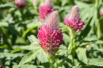 Foxtail clover in park, purple and pink color.