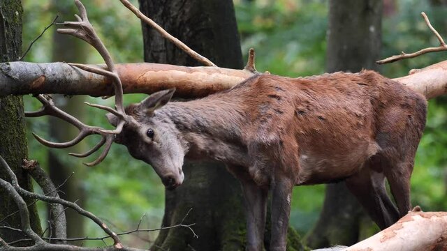Fegender Rothirsch reibt sich am Baumstamm