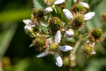Pink rosehip flowers. Detailed macro view. Flower on a natural background, clear sunlight.