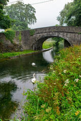 White Swan at Ancient Irish Canal