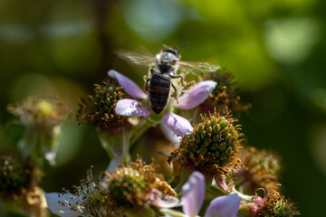 A bee on a rosehip flower. Detailed macro view. Flower on a natural background, clear sunlight.