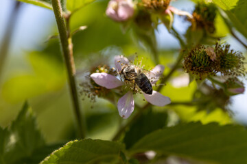 Fototapeta premium A bee on a rosehip flower. Detailed macro view. Flower on a natural background, clear sunlight.