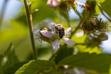 A bee on a rosehip flower. Detailed macro view. Flower on a natural background, clear sunlight.