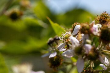 Pink rosehip flowers. Detailed macro view. Flower on a natural background, clear sunlight.