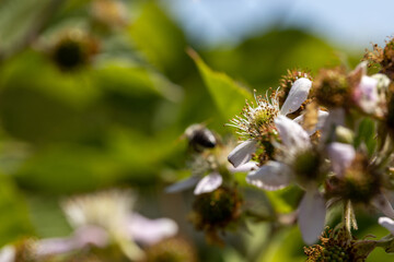 Pink rosehip flowers. Detailed macro view. Flower on a natural background, clear sunlight.