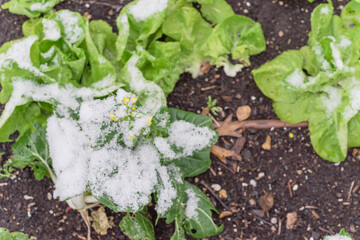 Top view lettuce and flowering bok choy plants with snow covered at raised bed garden near Dallas, Texas, USA
