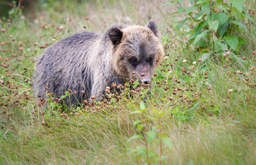 Grizzly bear in the wild