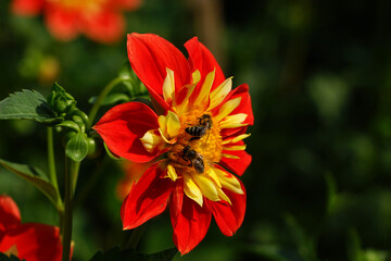 Dahlien Blumen im Herbst