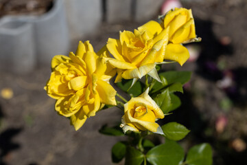 Yellow rose flower. Detailed macro view. Flower on a natural background, soft light.