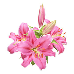Obraz na płótnie Canvas pink lily isolated on white background