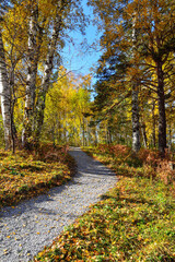 Gravel winding path through the autumn colorful forest on hill