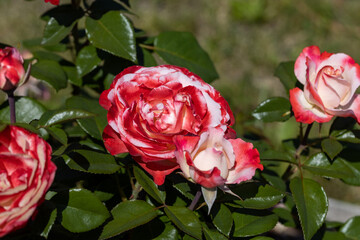 Red with white rose flower. Detailed macro view. Flower on a natural background, soft light.