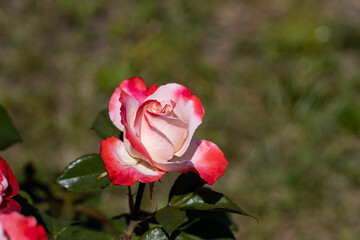 Obraz premium Red with white rose flower. Detailed macro view. Flower on a natural background, soft light.