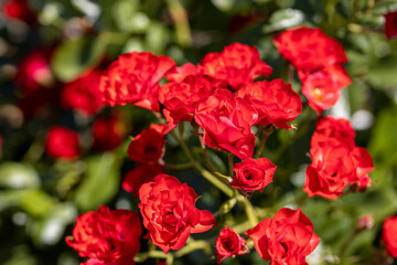 Many flowers of a red twisting rose. Detailed macro view. Flower on a natural background, soft light.