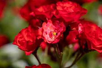 Many flowers of a red twisting rose. Detailed macro view. Flower on a natural background, soft light.