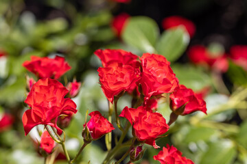 Many flowers of a red twisting rose. Detailed macro view. Flower on a natural background, soft light.