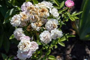 Obraz na płótnie Canvas White rose flower. Detailed macro view. Flower on a natural background, soft light.