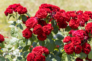 Red rose flower. Detailed macro view. Flower on a natural background, soft light.