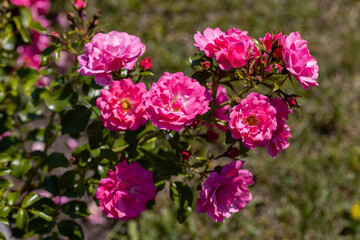 Many flowers of a purple twisting rose. Detailed macro view. Flower on a natural background, sunlight.