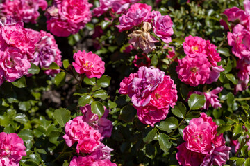 Many flowers of a purple twisting rose. Detailed macro view. Flower on a natural background, sunlight.